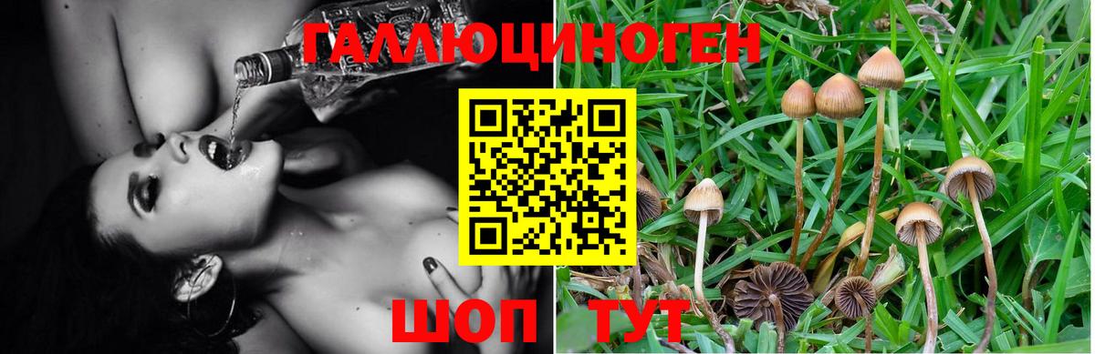 Псилоцибиновые грибы MAGIC MUSHROOMS  Вход с VPN  Галлюциногенные грибы Cubensis  Тосно 