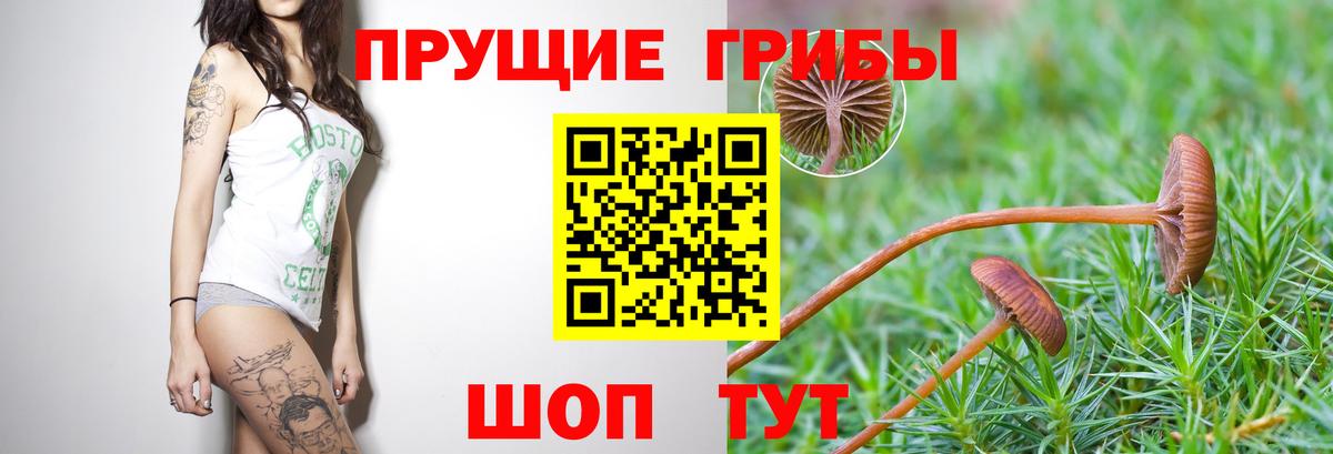 Псилоцибиновые грибы мицелий Тосно